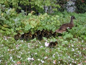 Ducklings