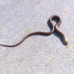 Snake