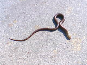 Snake